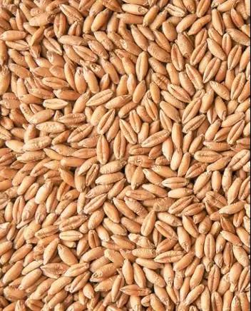 Савва сорт яровой тритикале