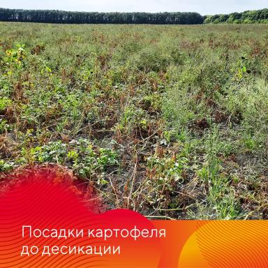 Сахара®. Подсушит культуру, засушит сорняки
