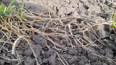 Пшеница озимая сорт Скипетр