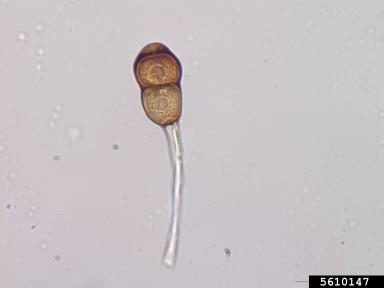 Ржавчина подсолнечника