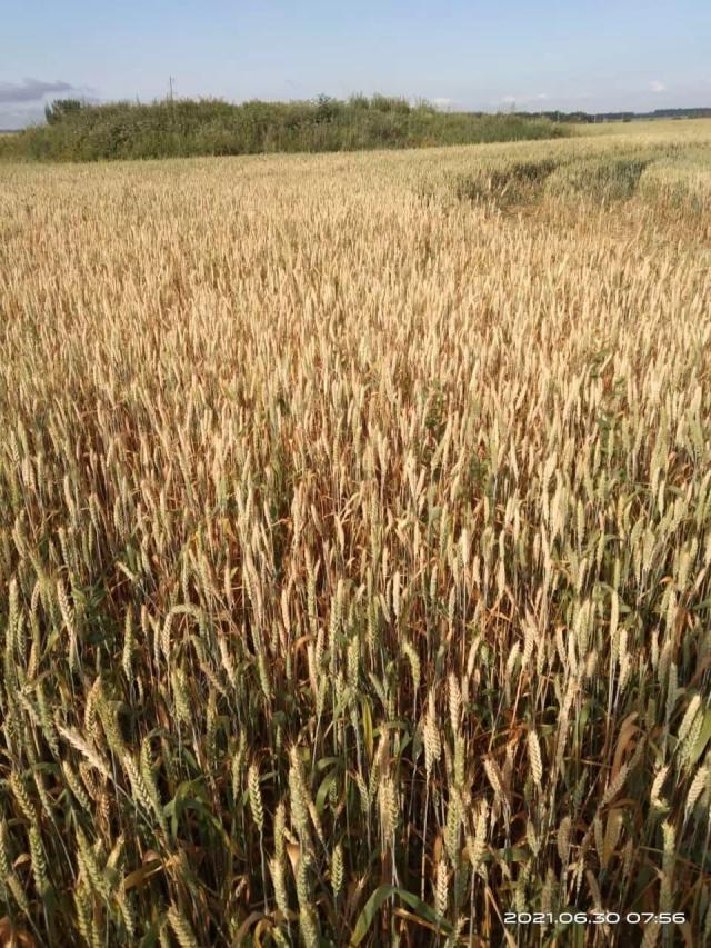 Белеет колос озимой