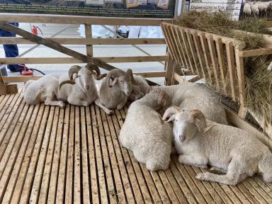 Лезгинская порода овец