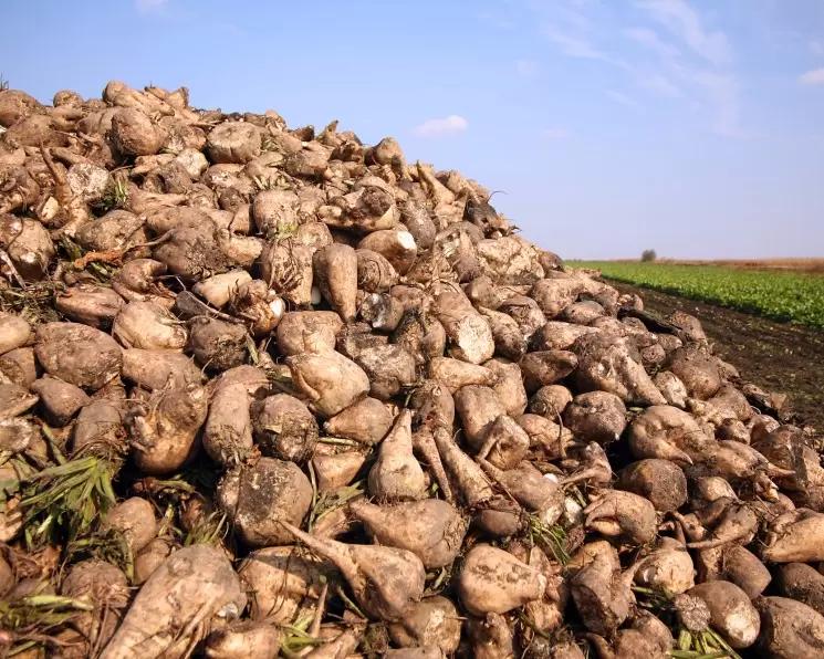 На Кубани засеют 170 га семенных участков сахарной свеклой собственной селекции