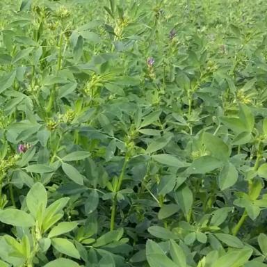 Нутрикс (NUTRIX)