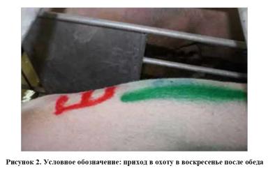 Низкие потери и высокая продуктивность в свиноводстве – сочетаемы