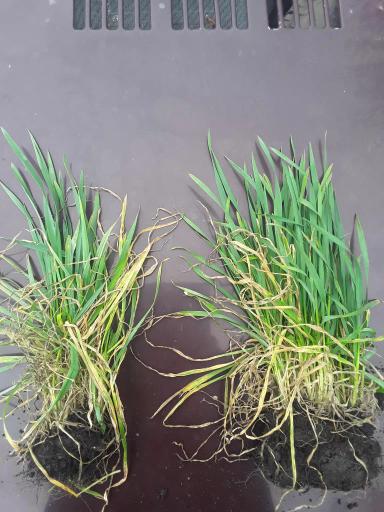 Озимая пшеница. Обработка регулятором роста Ретацел-750 ВК.