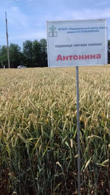 Антонина сорт мягкой озимой пшеницы