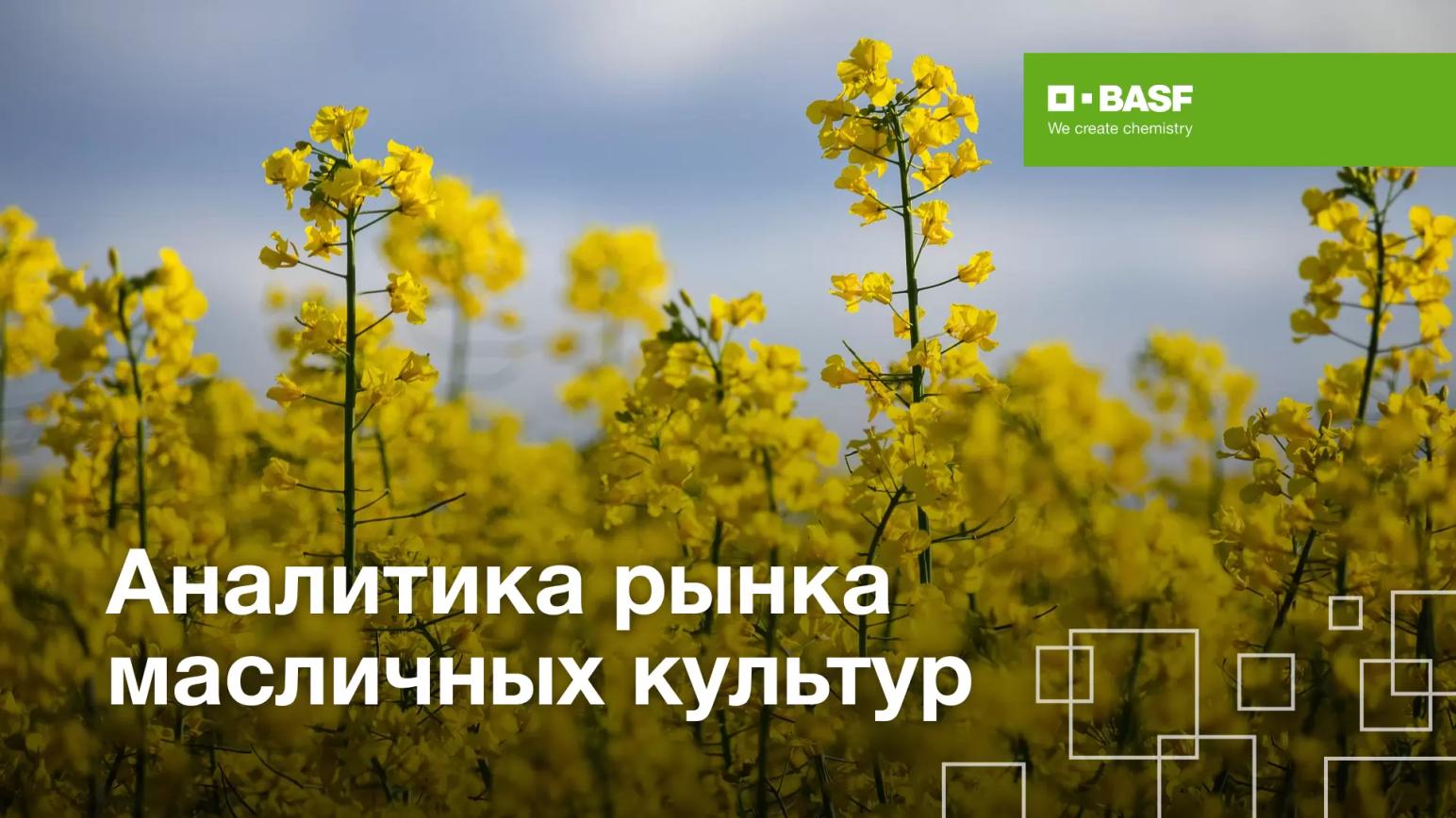 Аналитика рынка масличных культур