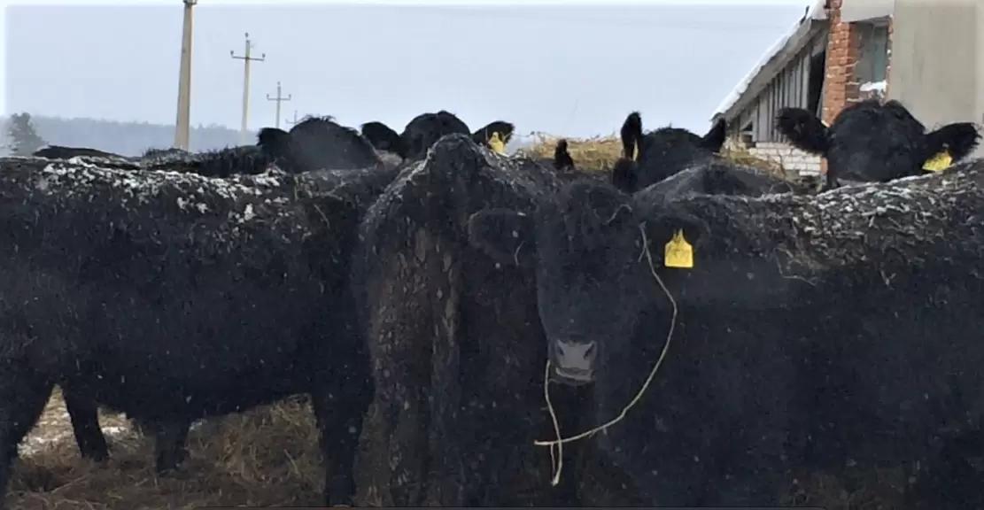 "ЭСТАФЕТА ОТВЕТОВ" Кто мешает спокойствию наших любимых мясных коров зимой???