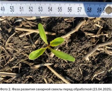 Долгосрочные инвестиции в чистоту полей по технологии КОНВИЗО® СМАРТ