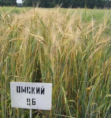 Омский 96