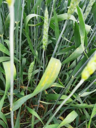 Агромониторинг 