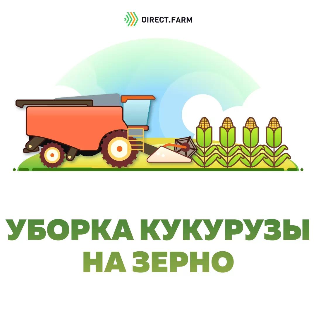 Как убрать кукурузу на зерно?