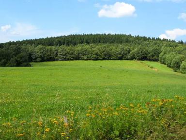 Роль ЛЕСА в жизни почвы