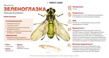 Зеленоглазка