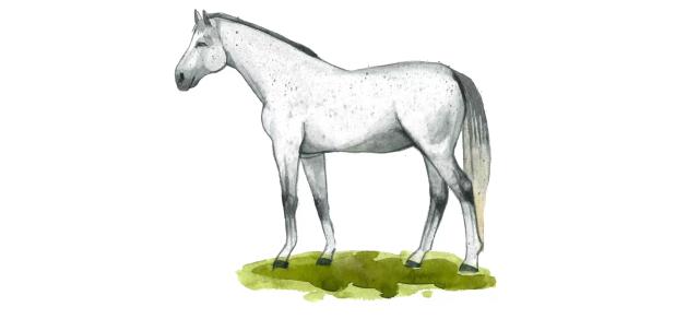 Липпицианская (липицианская, липизанская) порода