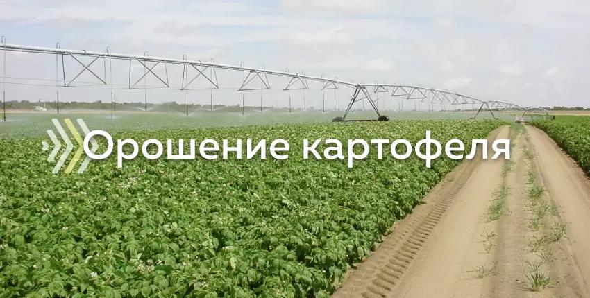 Орошение картофеля