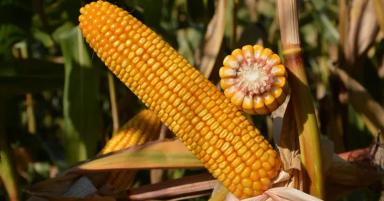 ЕС Метод - гибрид кукурузы ( Zea mays L.).