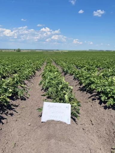 СИПКАМ РУС - ДОКТОР УЖЕ ЗДЕСЬ!