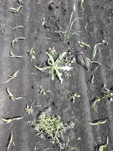 Сравнение эффективности различных гербицидов на кукурузе на зерно