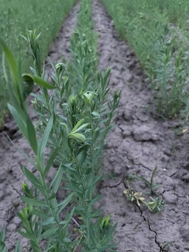 Вопросы из чатов: что за вредитель?