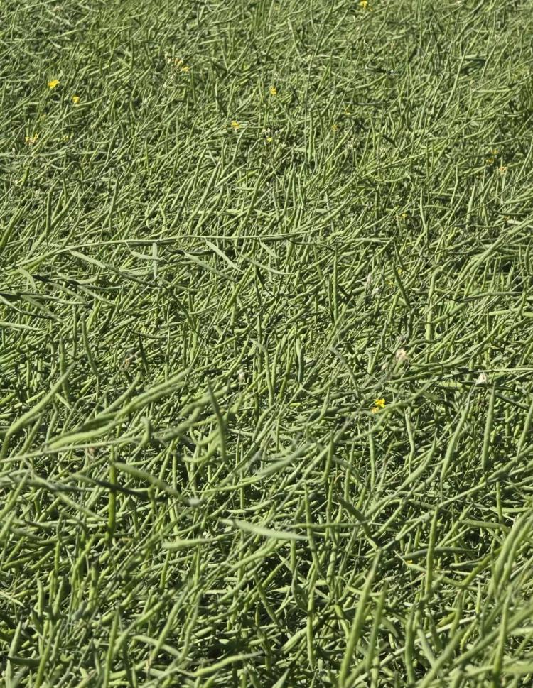 Фуролан как элиситор для растений