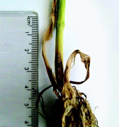 Глазковая пятнистость злаковых культур