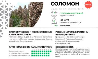 Соломон сорт зернового сорго