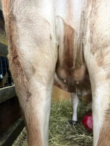 Вопросы из чатов: почему у телки подтекает из вымени?