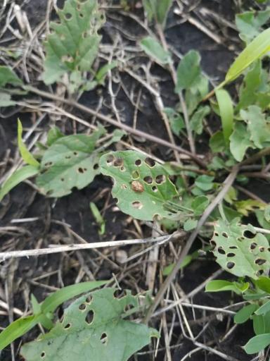 Вопросы из чатов: что за вредитель?