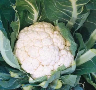 Инклайн F1 (INCLINE)