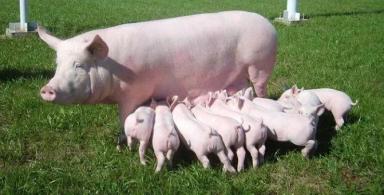 Крупная белая порода свиней