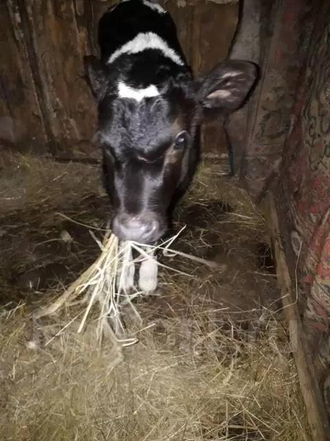 Вопросы из чатов: как кормить телочек?