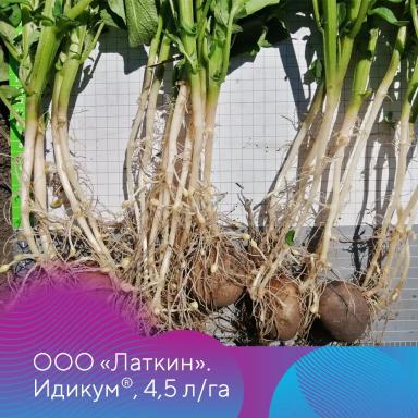 Защита картофеля от ризоктониоза