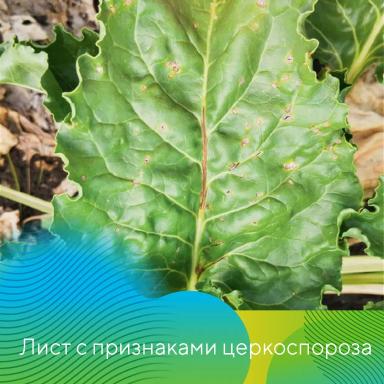 Защита сахарной свеклы от церкоспороза