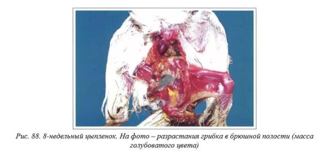 Вегад - Атлас болезней птицы. Ч. 17. Неуточненная грибковая. Ч. 18. Афлатоксикоз