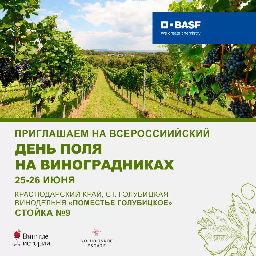 Лето в разгаре — встречаемся на виноградниках! 🍇