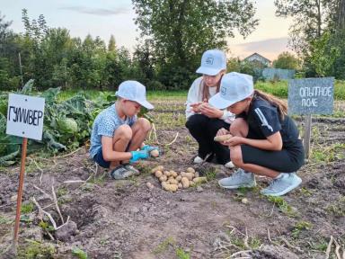 Названы финалисты «Картофельного БУМа»!