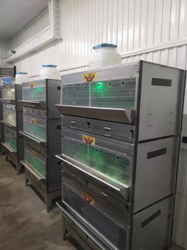 Суточный бройлер поставлен на подращевание.