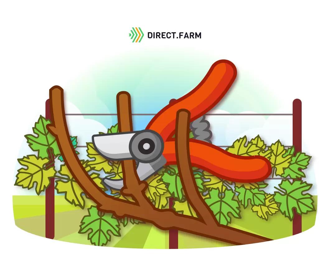 Осенняя обрезка винограда