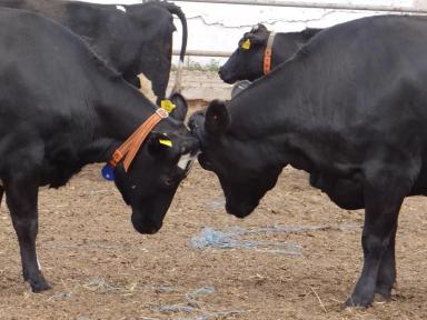 А Ваши коровы жуют (грызут) землю?