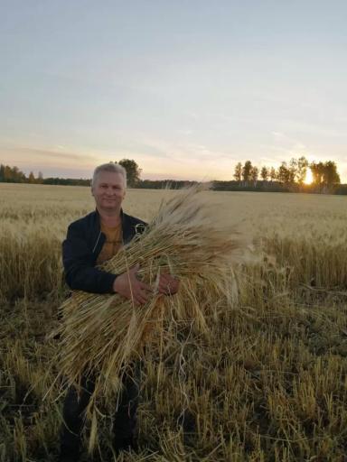 Нургуш (сорт ярового многорядного ячменя)