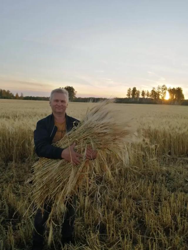 Нургуш (сорт ярового многорядного ячменя)