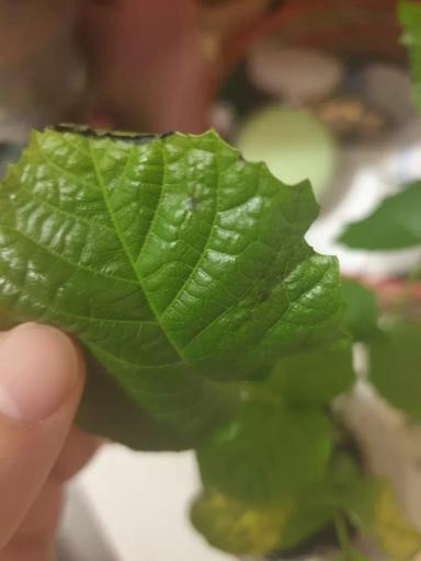 Грецкий орех.