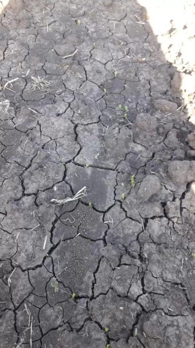 Агромониторинг