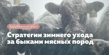 Стратегии зимнего ухода за быками мясных пород