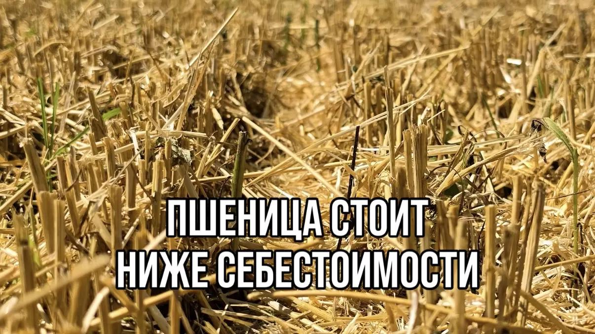 ПШЕНИЦА СТОИТ НИЖЕ СЕБЕСТОИМОСТИ