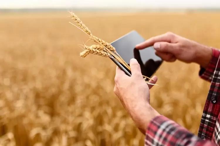 Пошлина на экспорт российской пшеницы вырастет с 10 августа