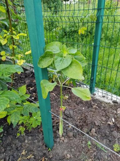 Вопросы из чатов: что с подсолнечником?