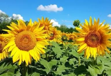 П 64 ЛЕ 99 - гибрид подсолнечника Пионер